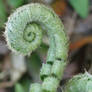 Fiddlehead2