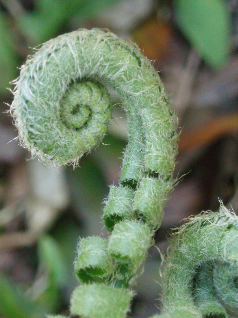 Fiddlehead2