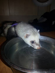 The addition to the pack - Damon the ferret