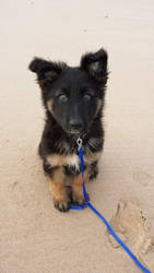 Dukes first beach walk back in 2013