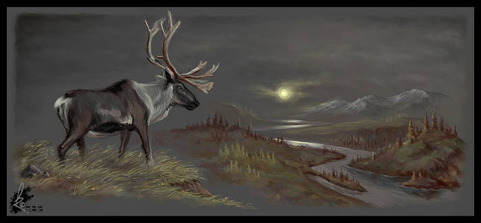 Caribou