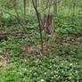 Forest of Trilliums