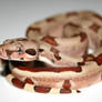 hypo boa constrictor 8