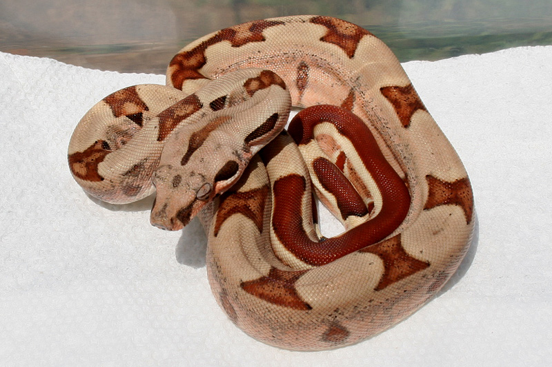 hypo boa constrictor 9