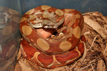 hypo boa constrictor 10