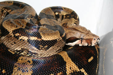 boa constrictor 6