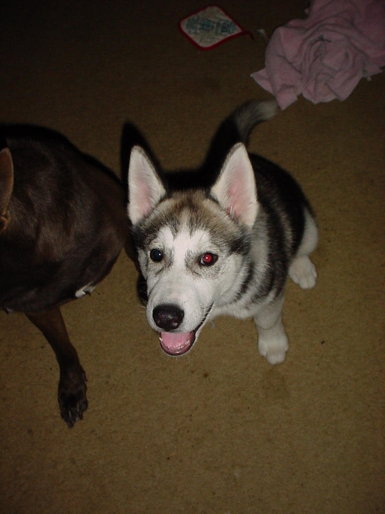 Kanedog Kane 13 by animalstock on DeviantArt