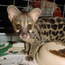 Genet 5