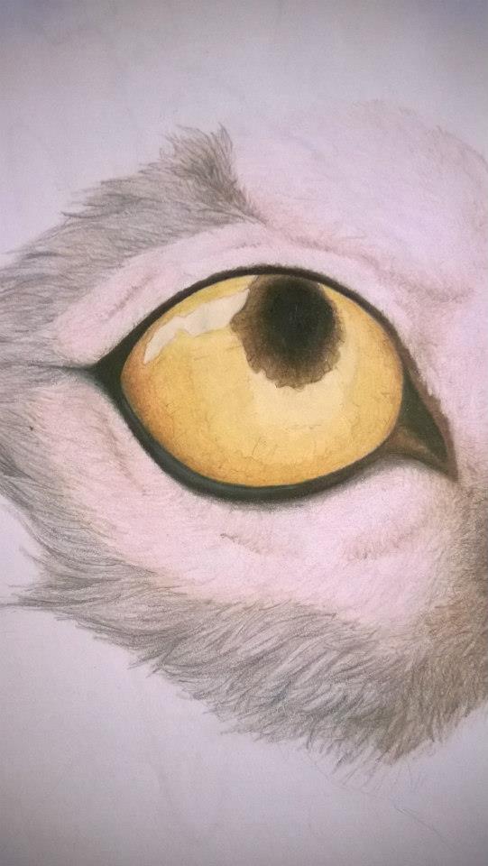 Wolf Eye