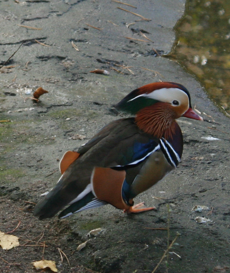 Mandarin Duck