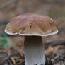 mushroom cep