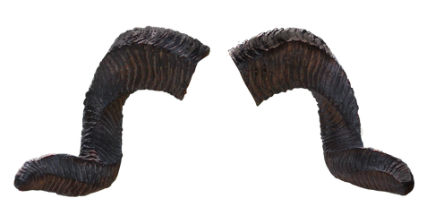 Horns_PNG