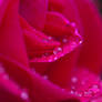 rose in rain