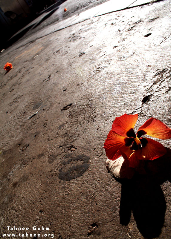 Flowers on the Moon