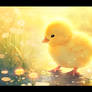 Cute Duckling (3)