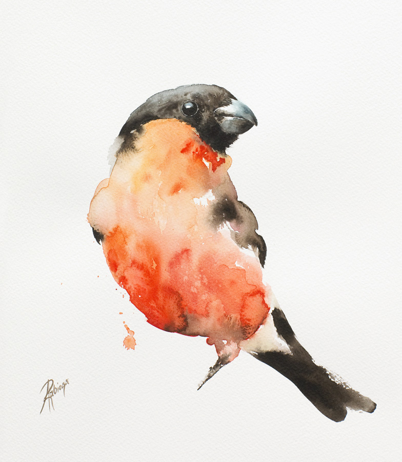 Bullfinch (Pyrrhula pyrrhula)