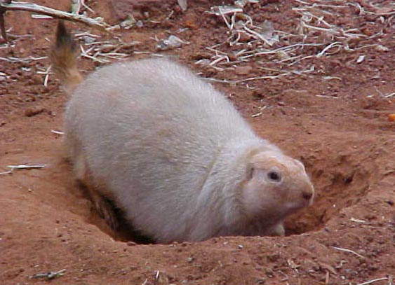 Black Tailed Prarie Dog