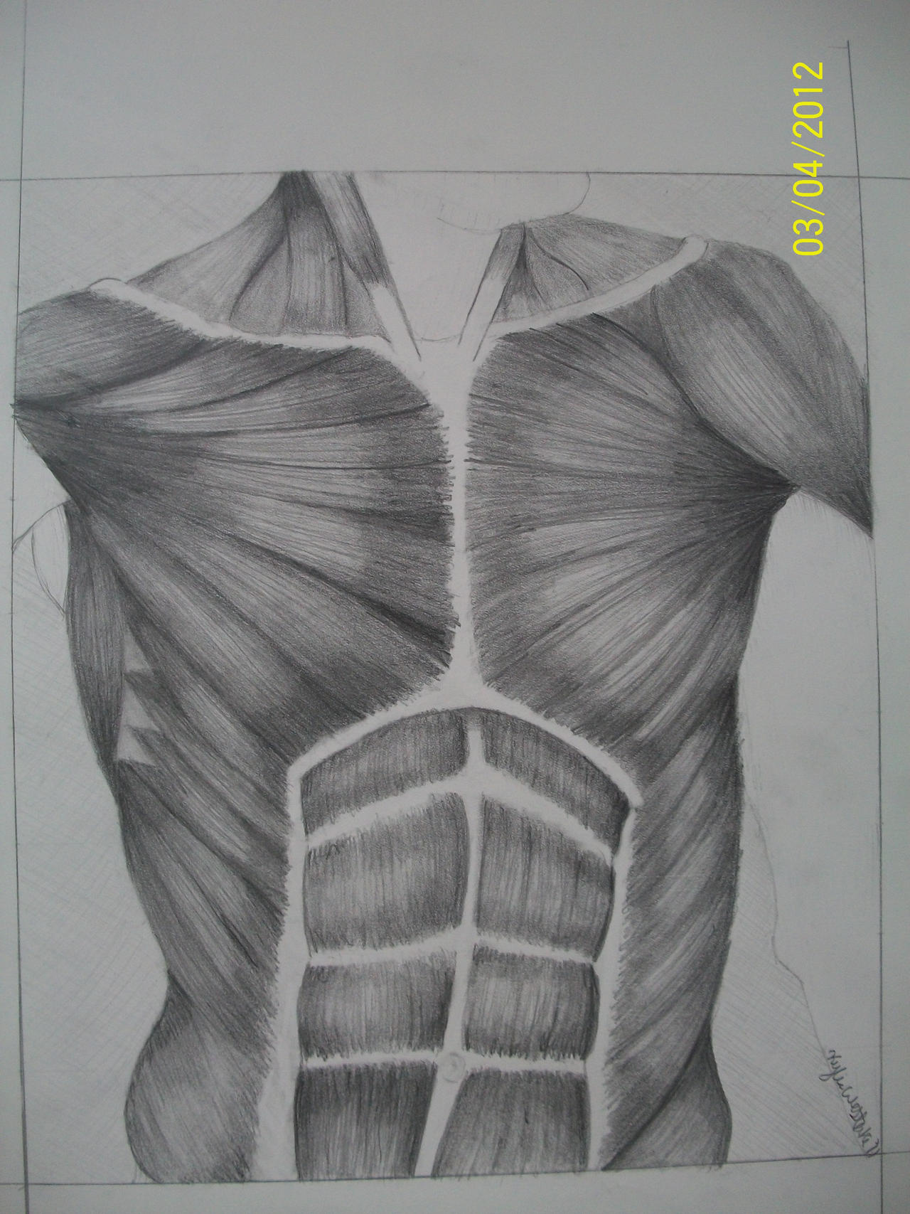 Chest Muscles Drawing by SunflowerBirb on DeviantArt