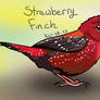 Avian August Day 2 - Strawberry Finch