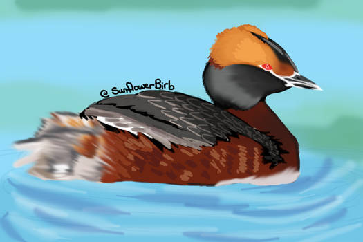 Avian August 2022 - Day 3 - Horned Grebe