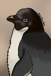 Avian August 2022 - Day 5 - Adelie Penguin