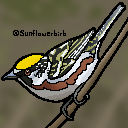 Avian August 2022 -Day 10- Chestnut-Sided Warbler