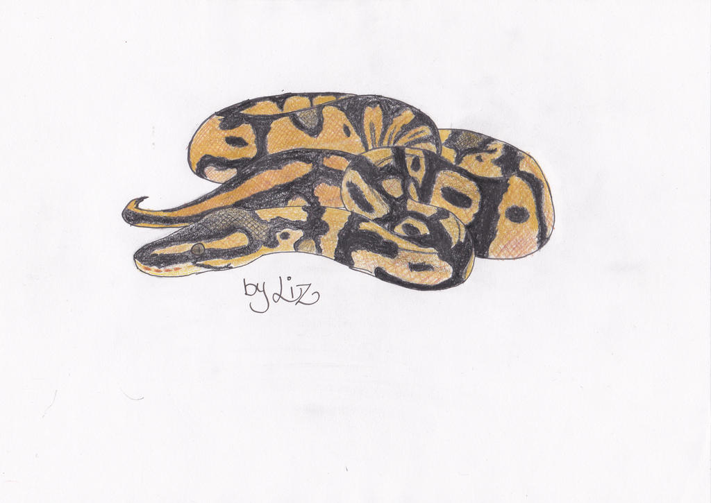 Python Regius sketch :3 by LizcoresDrawing on DeviantArt