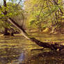 River of leaves II