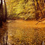 River of leaves III