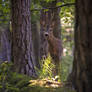 Under the Pines