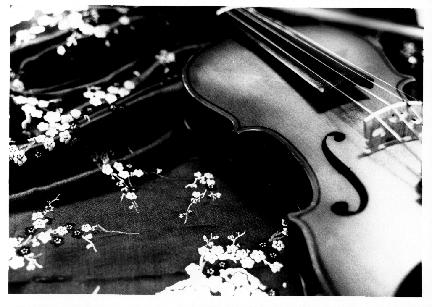 Violin