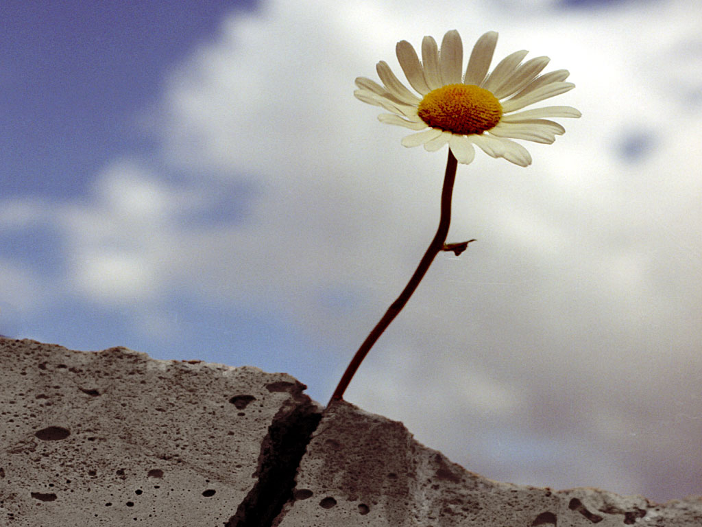 concrete flower