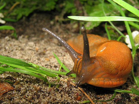 A slug is posing