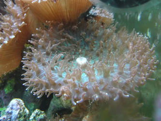 hairy mushroom polyp