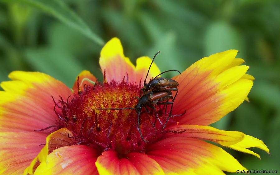 Deviantart Insect Love Couple insect by OnAnotherWorld on DeviantArt
