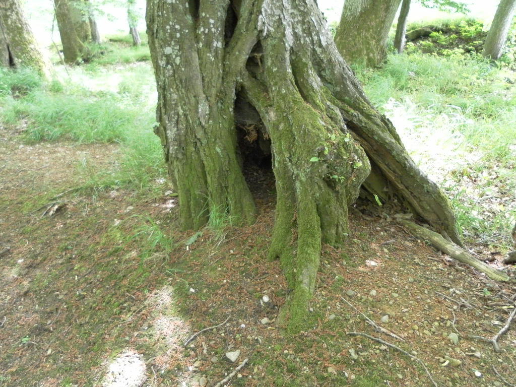 Tree foot by Blutmoond on DeviantArt