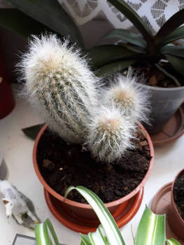 Mon cactus 