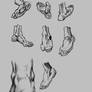 Anatomy Studies Foot