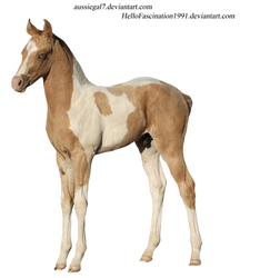 Blue-eyed Paint Foal