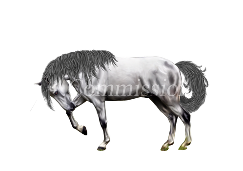 Grey Andalusian