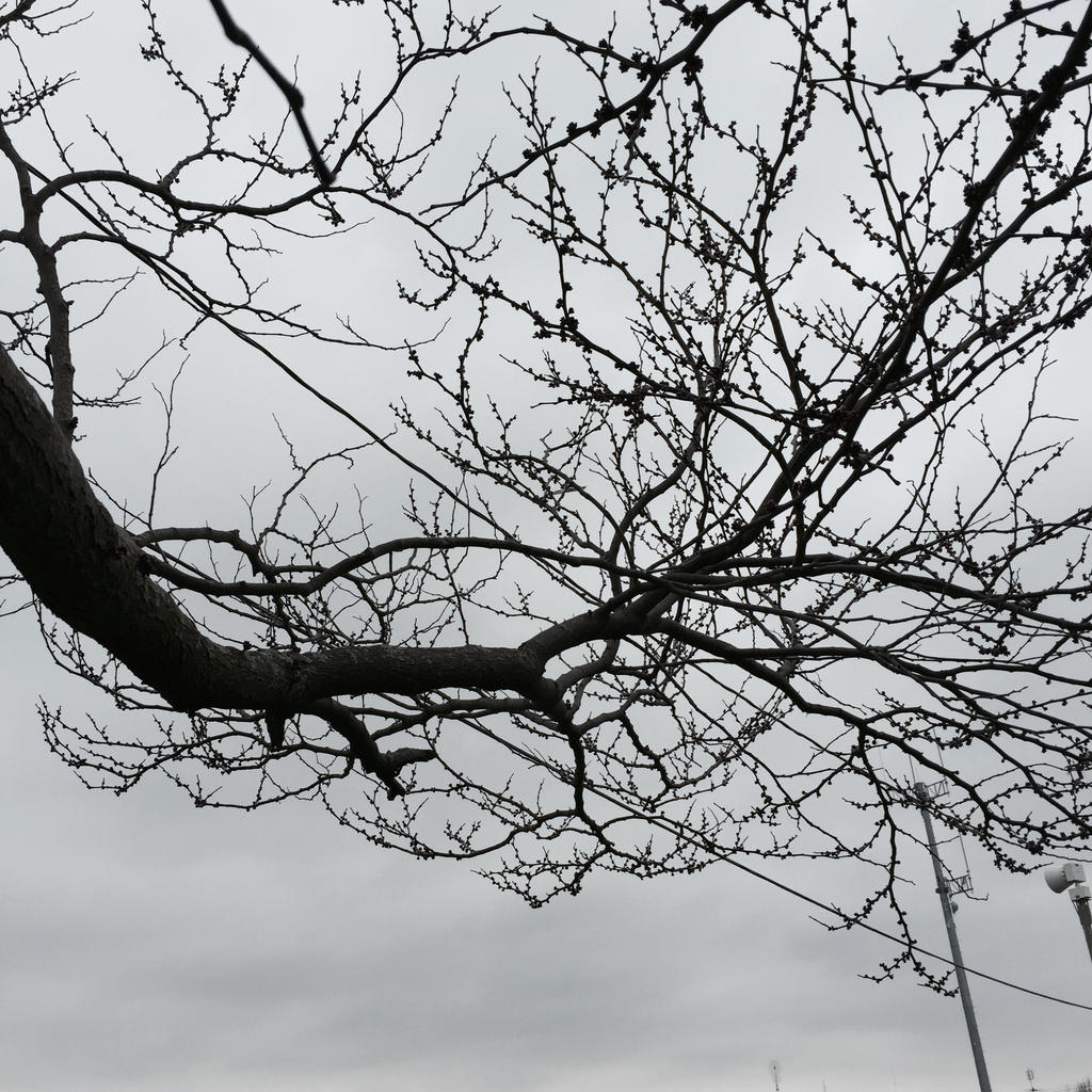 budding trees ~ by kindahaley on DeviantArt