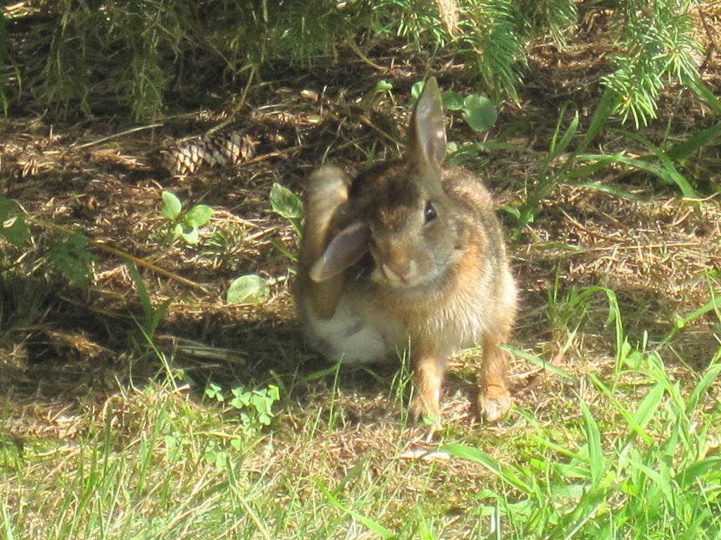Rabbit 2 by Kelra01 on DeviantArt