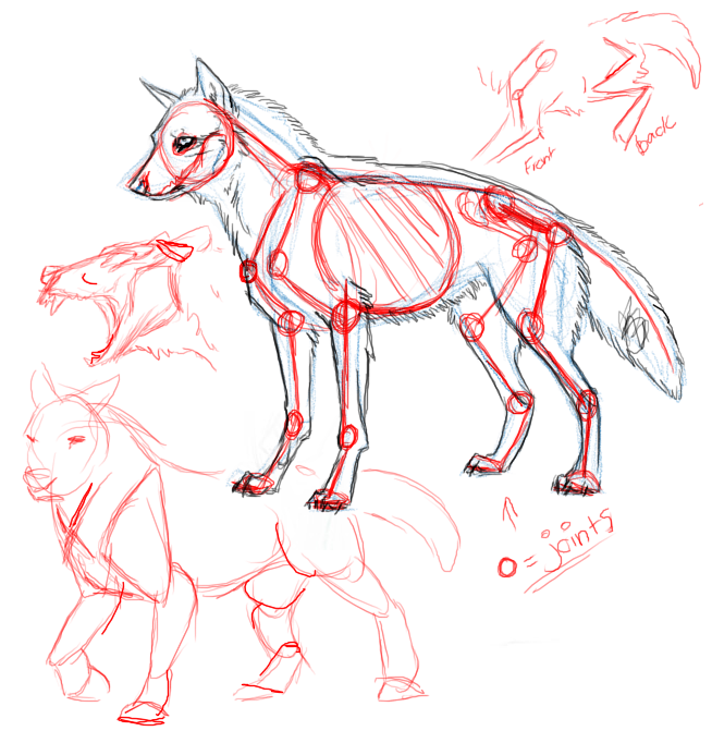 Rough Wolf Anatomy by ArtistMaz on DeviantArt