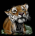 Tiger by ArtistMaz