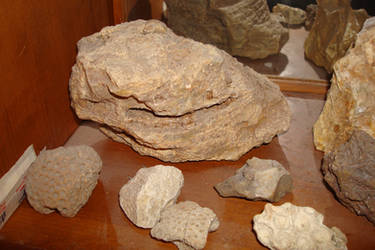 My More Massive Fossils One