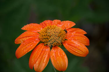 Orange Flower