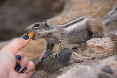 Chipmunk