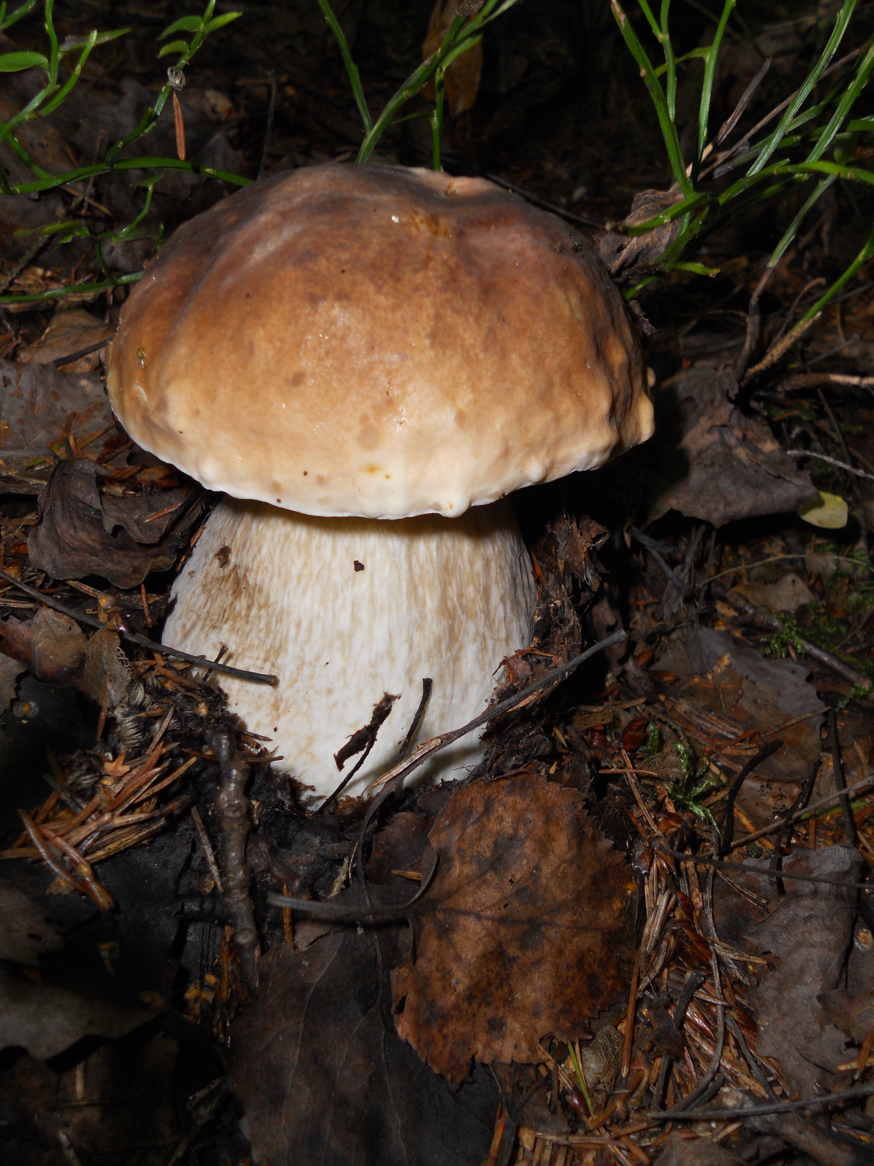 Cep