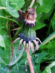 Closed Dandelion Bud 1