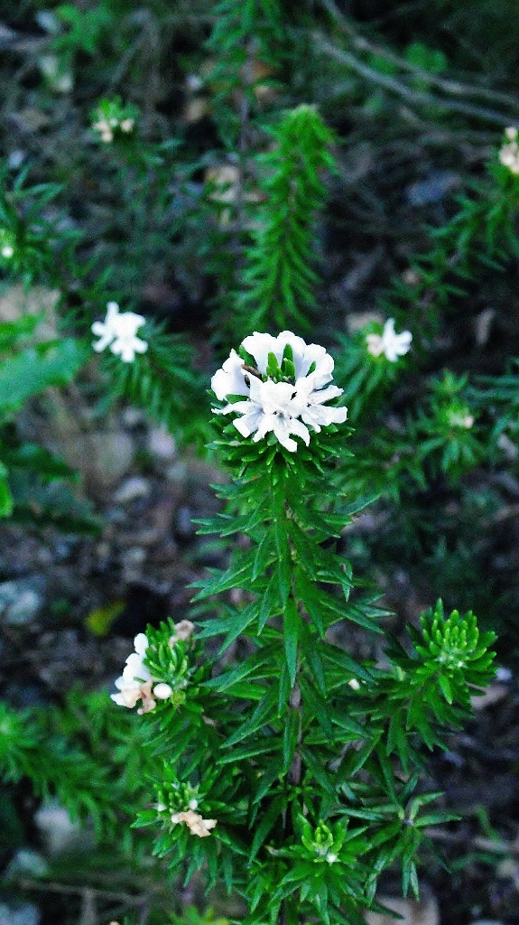 Ocean blossom